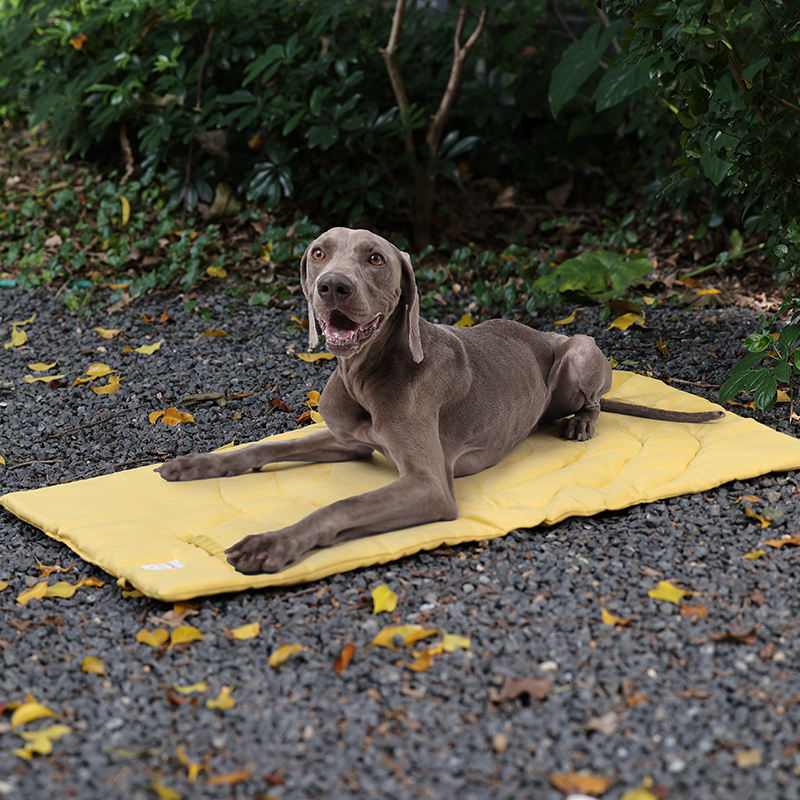 Alas hewan peliharaan portabel - Outdoor Camping Dog Bed ulasan dan harga
